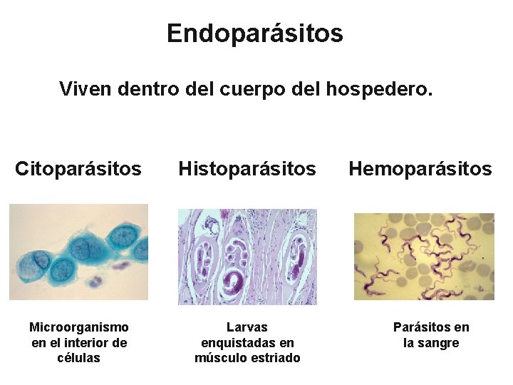 Endoparásitos Viven dentro del cuerpo del hospedero. Citoparásitos Histoparásitos Microorganismo en el interior de