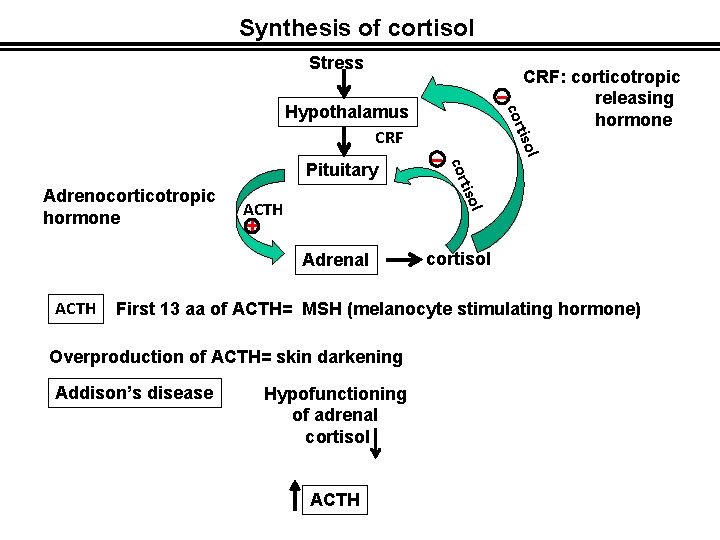 Synthesis of cortisol Stress tiso Adrenal cortisol ACTH l - l ACTH Pituitary tiso