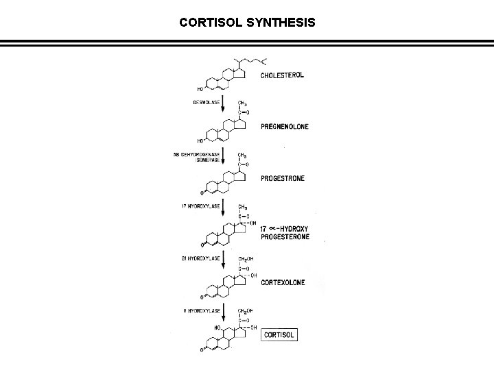 CORTISOL SYNTHESIS 