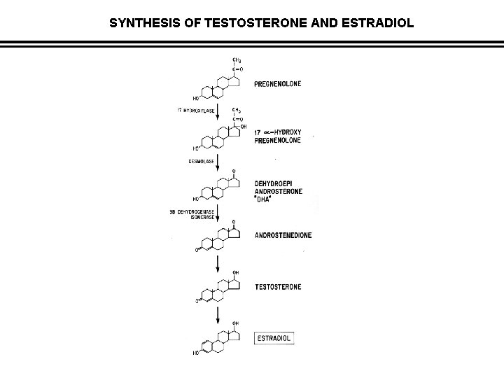 SYNTHESIS OF TESTOSTERONE AND ESTRADIOL 