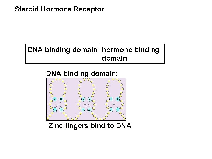 Steroid Hormone Receptor DNA binding domain hormone binding domain DNA binding domain: Zinc fingers