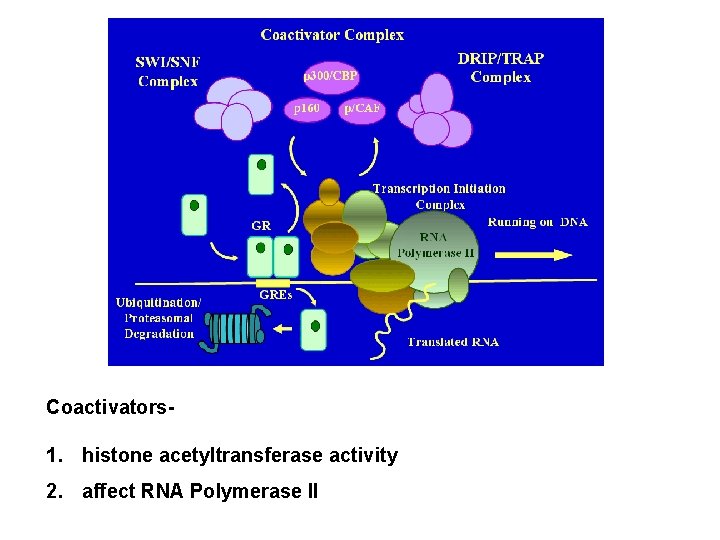 Coactivators- 1. histone acetyltransferase activity 2. affect RNA Polymerase II 