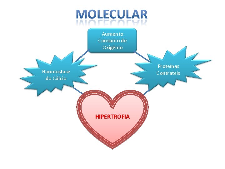 Aumento Consumo de Oxigênio Proteínas Contrateis Homeostase do Cálcio HIPERTROFIA 