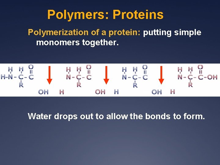 Polymers: Proteins Polymerization of a protein: putting simple monomers together. Water drops out to