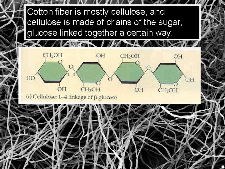 Cotton fiber is mostly cellulose, and cellulose is made of chains of the sugar,