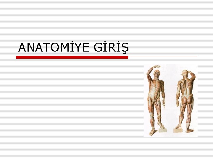 ANATOMİYE GİRİŞ ANATOMİYE GİRİŞ