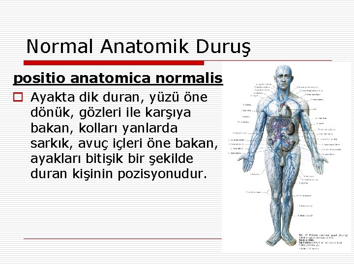 Normal Anatomik Duruş positio anatomica normalis o Ayakta dik duran, yüzü öne dönük, gözleri Normal Anatomik Duruş positio anatomica normalis o Ayakta dik duran, yüzü öne dönük, gözleri