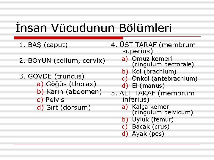 İnsan Vücudunun Bölümleri 1. BAŞ (caput) 2. BOYUN (collum, cervix) 3. GÖVDE (truncus) a) İnsan Vücudunun Bölümleri 1. BAŞ (caput) 2. BOYUN (collum, cervix) 3. GÖVDE (truncus) a)
