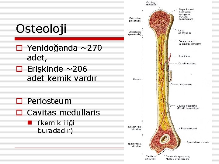 Osteoloji o Yenidoğanda ~270 adet, o Erişkinde ~206 adet kemik vardır o Periosteum o Osteoloji o Yenidoğanda ~270 adet, o Erişkinde ~206 adet kemik vardır o Periosteum o