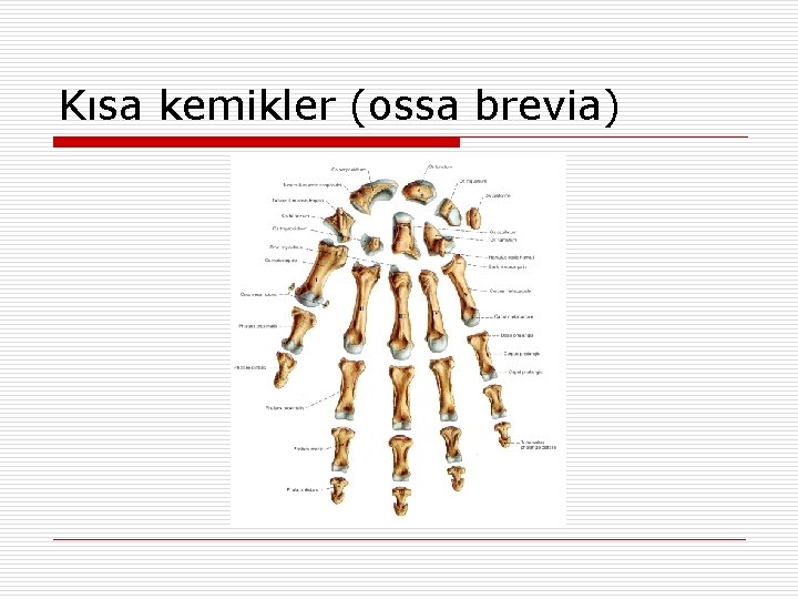 Kısa kemikler (ossa brevia) Kısa kemikler (ossa brevia)