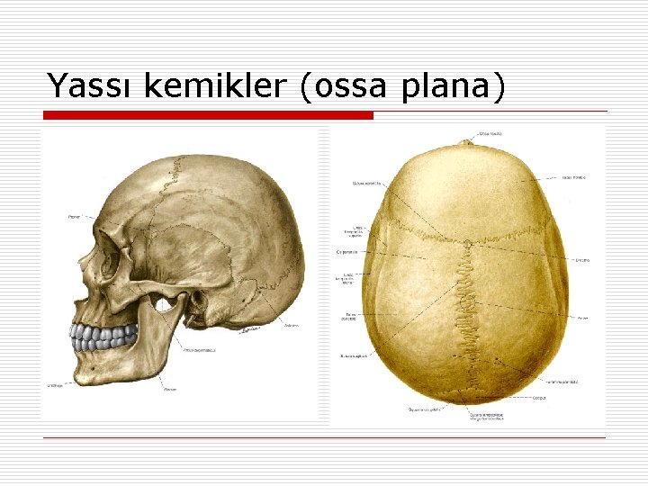 Yassı kemikler (ossa plana) Yassı kemikler (ossa plana)