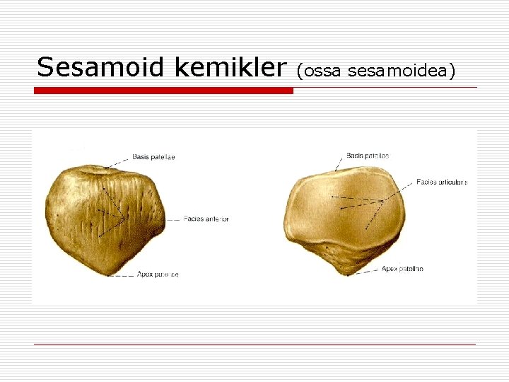 Sesamoid kemikler (ossa sesamoidea) Sesamoid kemikler (ossa sesamoidea)