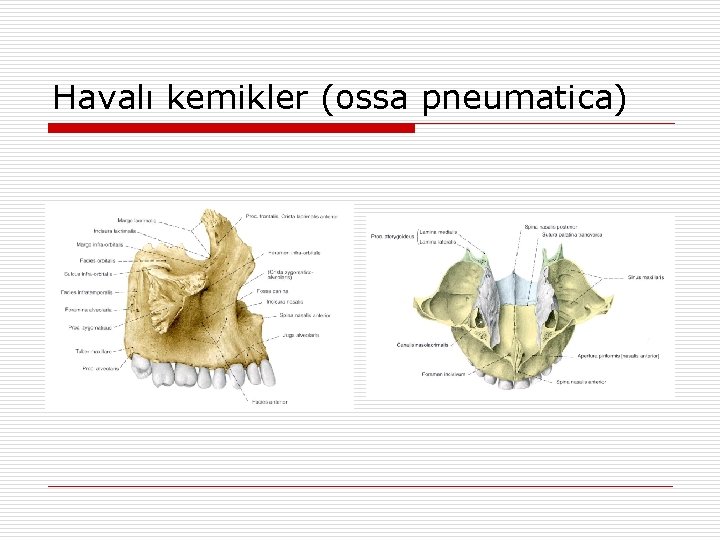 Havalı kemikler (ossa pneumatica) Havalı kemikler (ossa pneumatica)