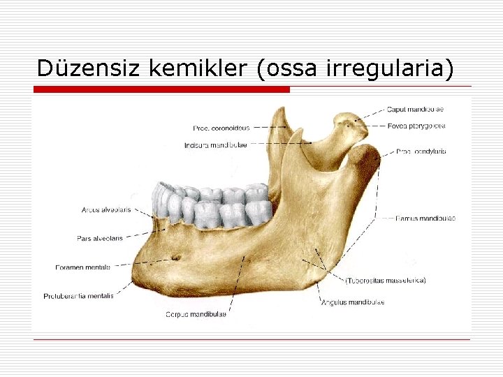 Düzensiz kemikler (ossa irregularia) Düzensiz kemikler (ossa irregularia)
