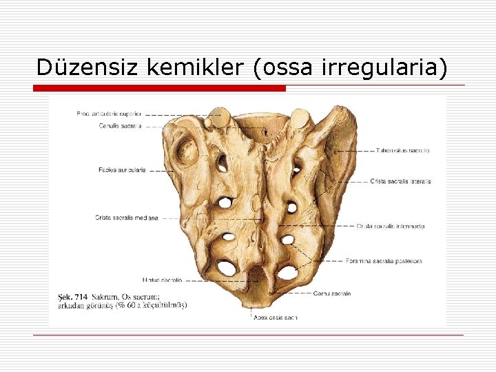 Düzensiz kemikler (ossa irregularia) Düzensiz kemikler (ossa irregularia)