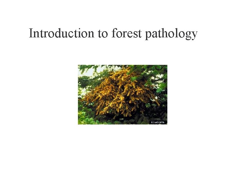 Introduction to forest pathology 