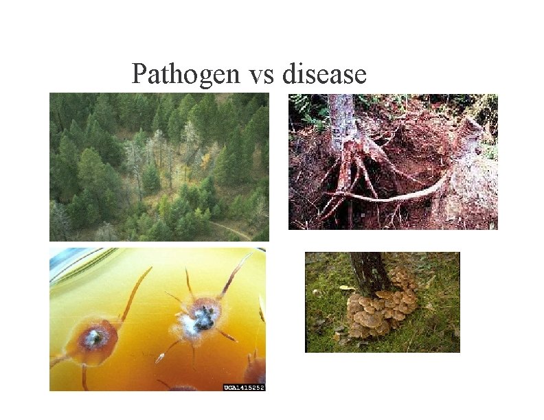 Pathogen vs disease 