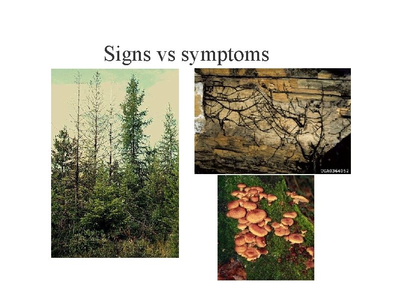 Signs vs symptoms 