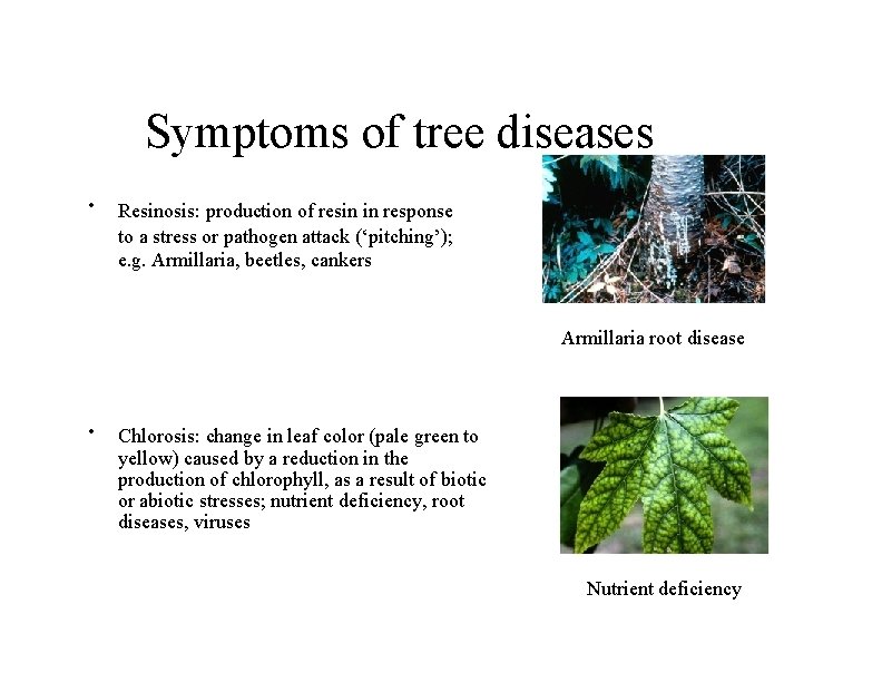 Symptoms of tree diseases • Resinosis: production of resin in response to a stress