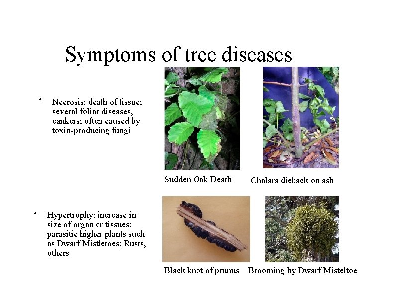 Symptoms of tree diseases • • Necrosis: death of tissue; several foliar diseases, cankers;