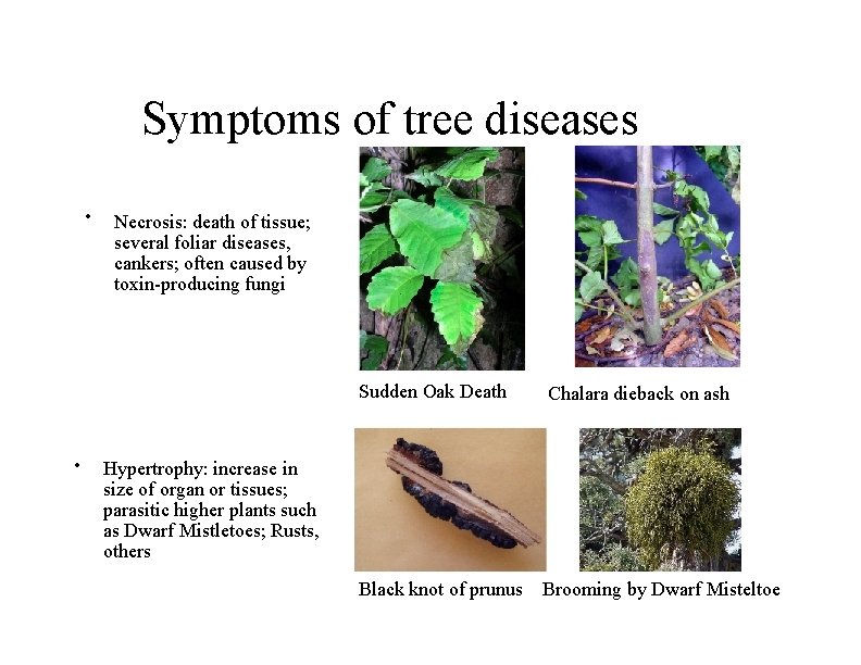 Symptoms of tree diseases • • Necrosis: death of tissue; several foliar diseases, cankers;