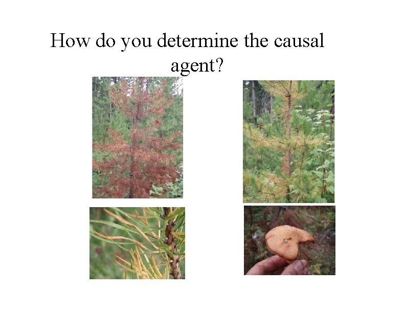 How do you determine the causal agent? 