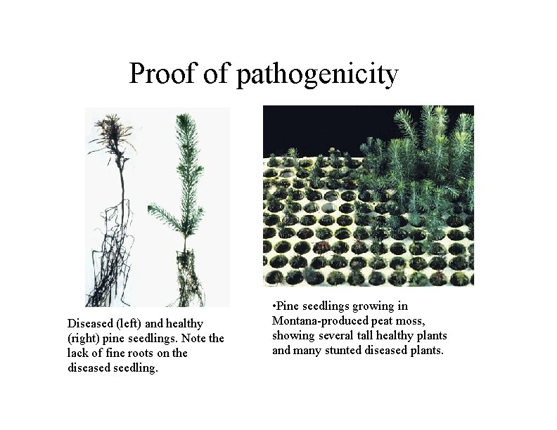 Proof of pathogenicity Diseased (left) and healthy (right) pine seedlings. Note the lack of
