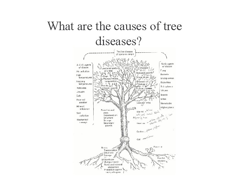 What are the causes of tree diseases? 