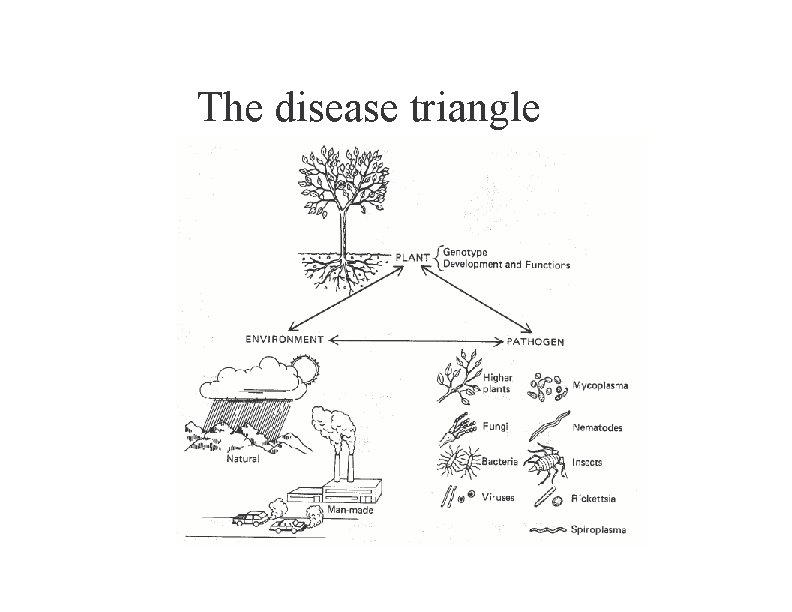 The disease triangle 