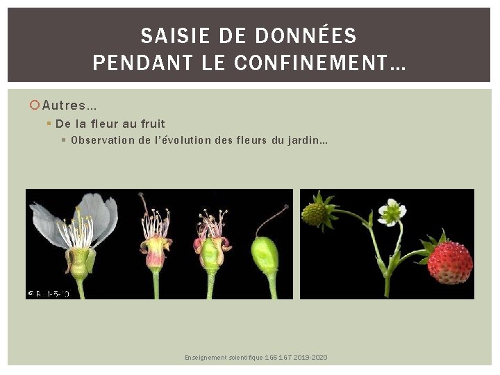 SAISIE DE DONNÉES PENDANT LE CONFINEMENT… Autres… De la fleur au fruit Observation de SAISIE DE DONNÉES PENDANT LE CONFINEMENT… Autres… De la fleur au fruit Observation de