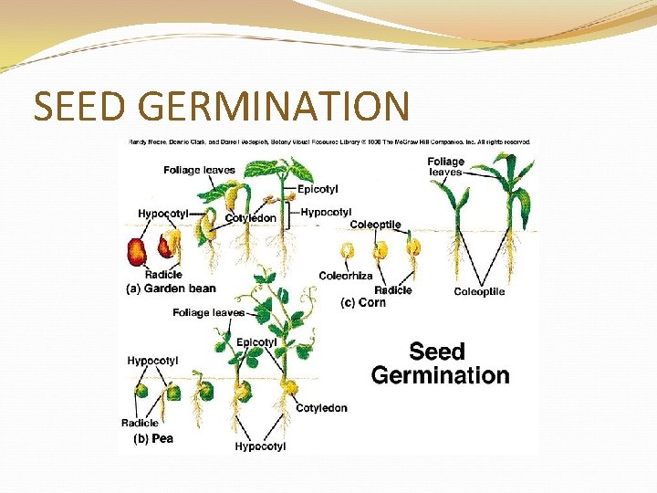 SEED GERMINATION 