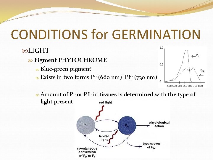 CONDITIONS for GERMINATION LIGHT Pigment PHYTOCHROME Blue-green pigment Exists in two forms Pr (660
