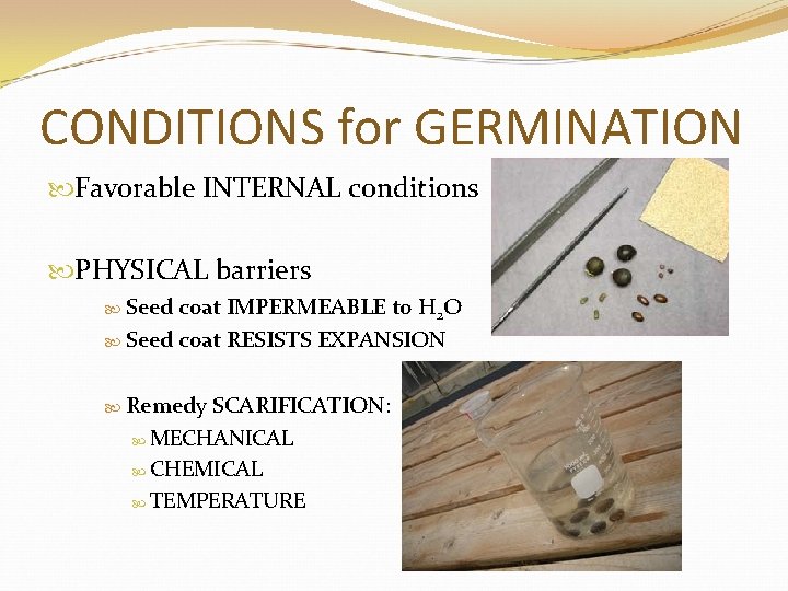 CONDITIONS for GERMINATION Favorable INTERNAL conditions PHYSICAL barriers Seed coat IMPERMEABLE to H 2