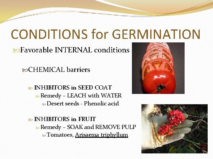 CONDITIONS for GERMINATION Favorable INTERNAL conditions CHEMICAL barriers INHIBITORS in SEED COAT Remedy –