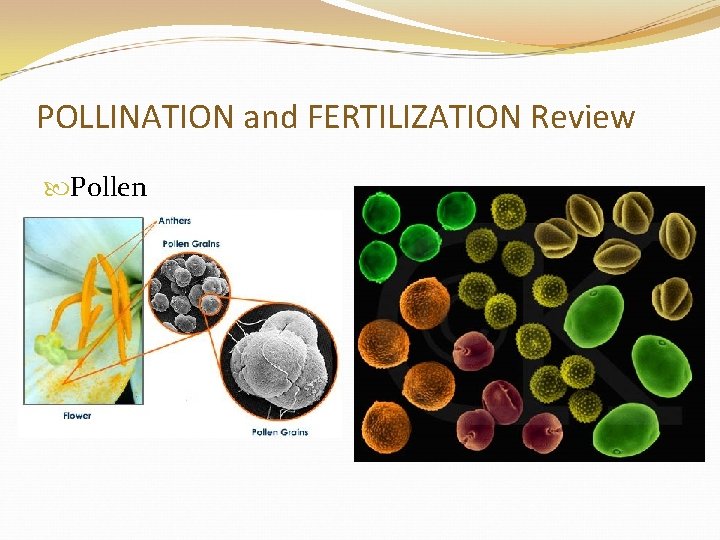 POLLINATION and FERTILIZATION Review Pollen 
