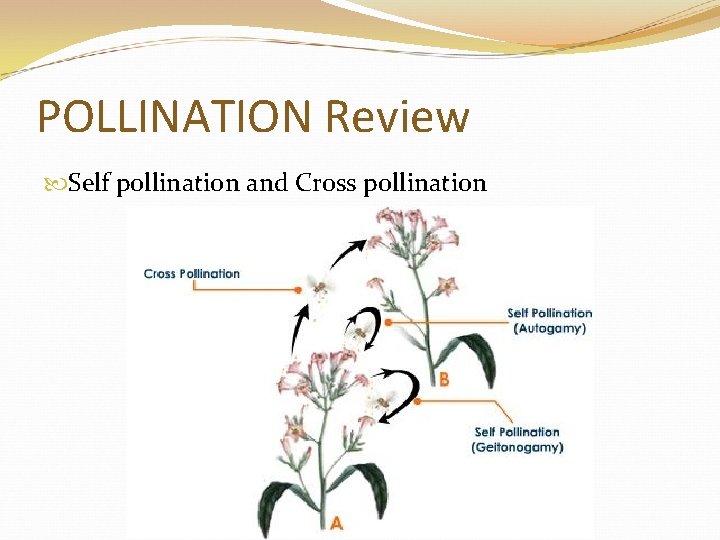 POLLINATION Review Self pollination and Cross pollination 