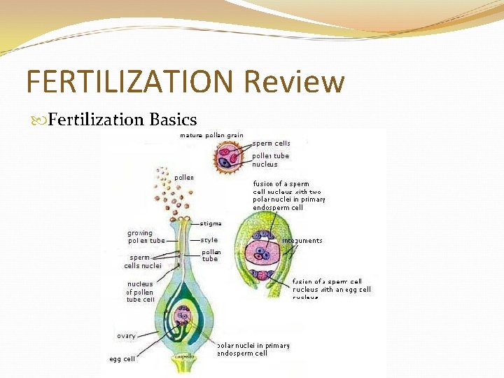 FERTILIZATION Review Fertilization Basics 