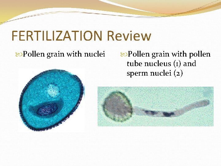 FERTILIZATION Review Pollen grain with nuclei Pollen grain with pollen tube nucleus (1) and