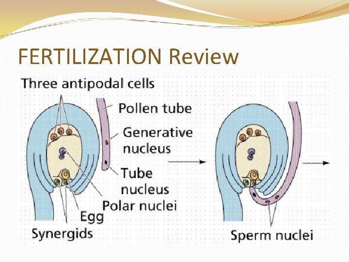 FERTILIZATION Review 