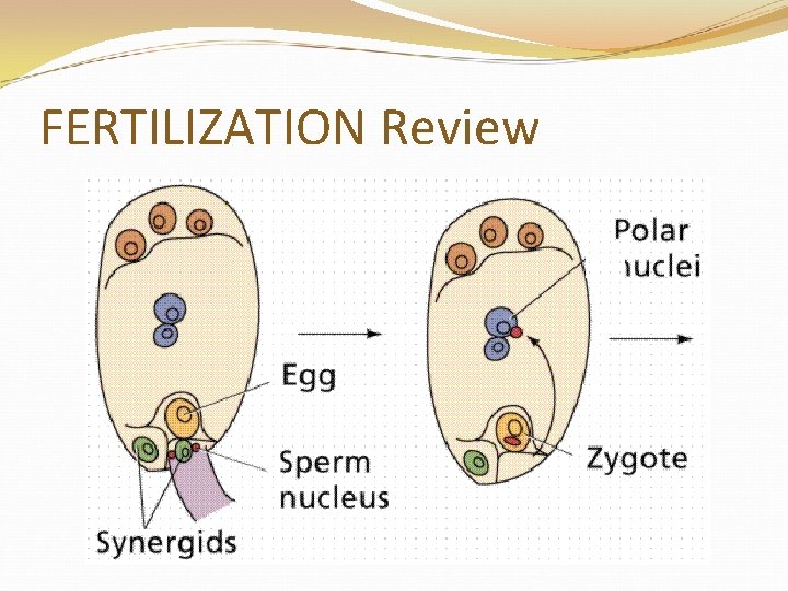 FERTILIZATION Review 