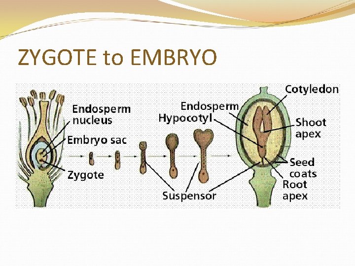 ZYGOTE to EMBRYO 