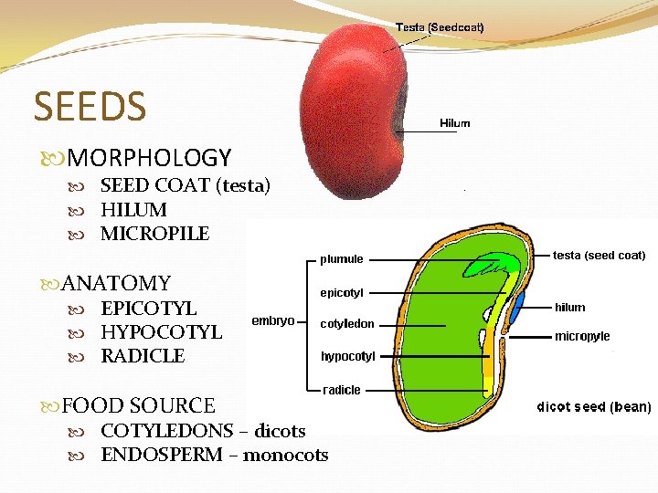 SEEDS MORPHOLOGY SEED COAT (testa) HILUM MICROPILE ANATOMY EPICOTYL HYPOCOTYL RADICLE FOOD SOURCE COTYLEDONS