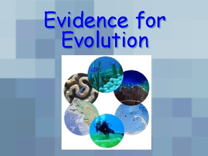 Evidence for Evolution 