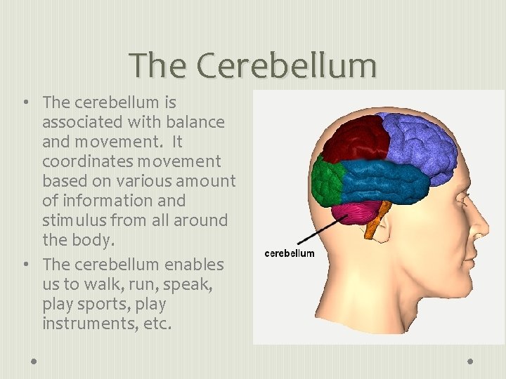 The Cerebellum • The cerebellum is associated with balance and movement. It coordinates movement