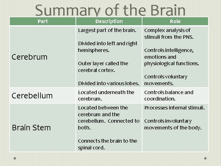 Summary of the Brain Part Description Largest part of the brain. Cerebrum Divided into