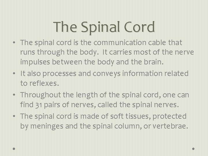 The Spinal Cord • The spinal cord is the communication cable that runs through