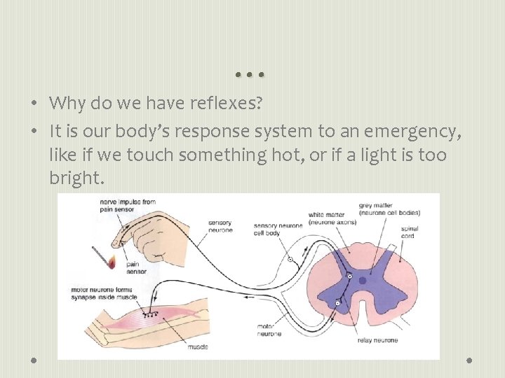 … • Why do we have reflexes? • It is our body’s response system