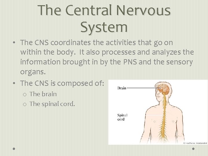 The Central Nervous System • The CNS coordinates the activities that go on within