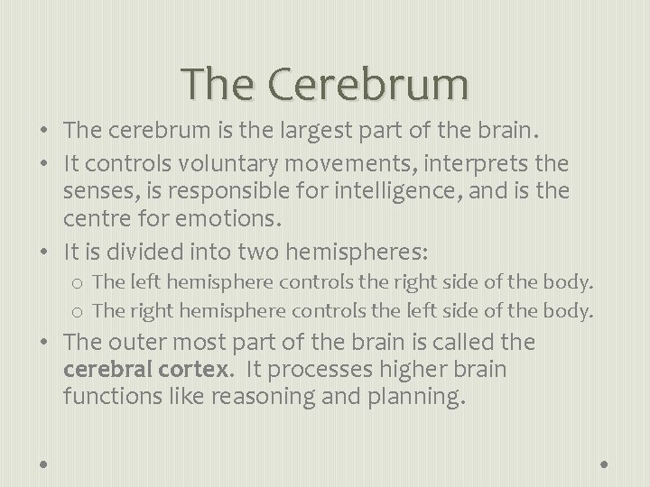The Cerebrum • The cerebrum is the largest part of the brain. • It