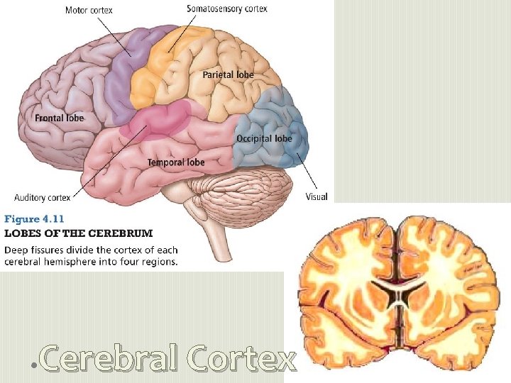 Cerebral Cortex 